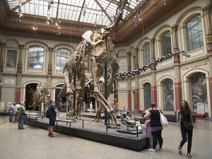 Natural History Museum, Berlin