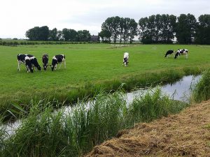 The "Green Heart" of Holland